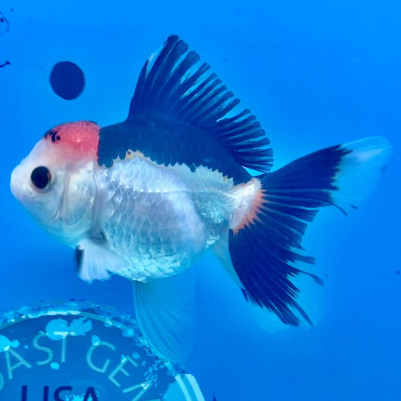 Thai Oranda Tri-Color 3" Body Female (CK-274)R3A02