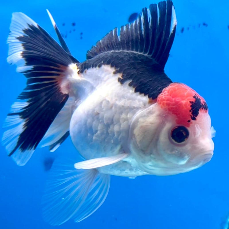 Thai Oranda Tri-Color 3" Body Female (CK-274)R3A02