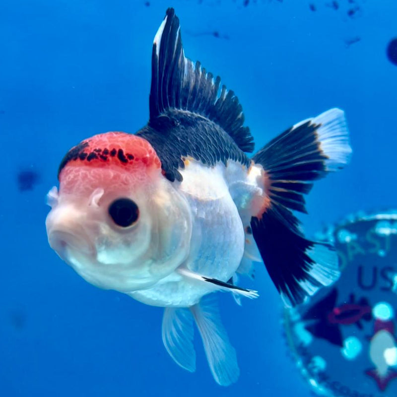 Thai Oranda Tri-Color 3" Body Female (CK-274)R3A02