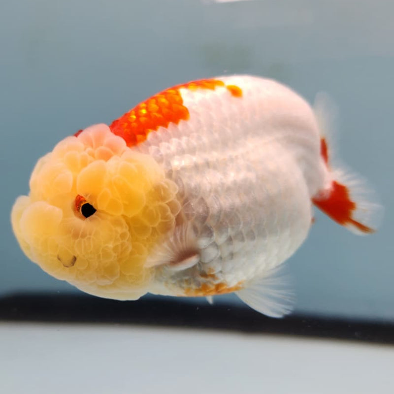 Thai Ranchu Lionchu Dragon Head 3" Body Male (CK-278)R3B01