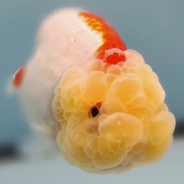 Thai Ranchu Lionchu Dragon Head 3" Body Male (CK-278)R3B01