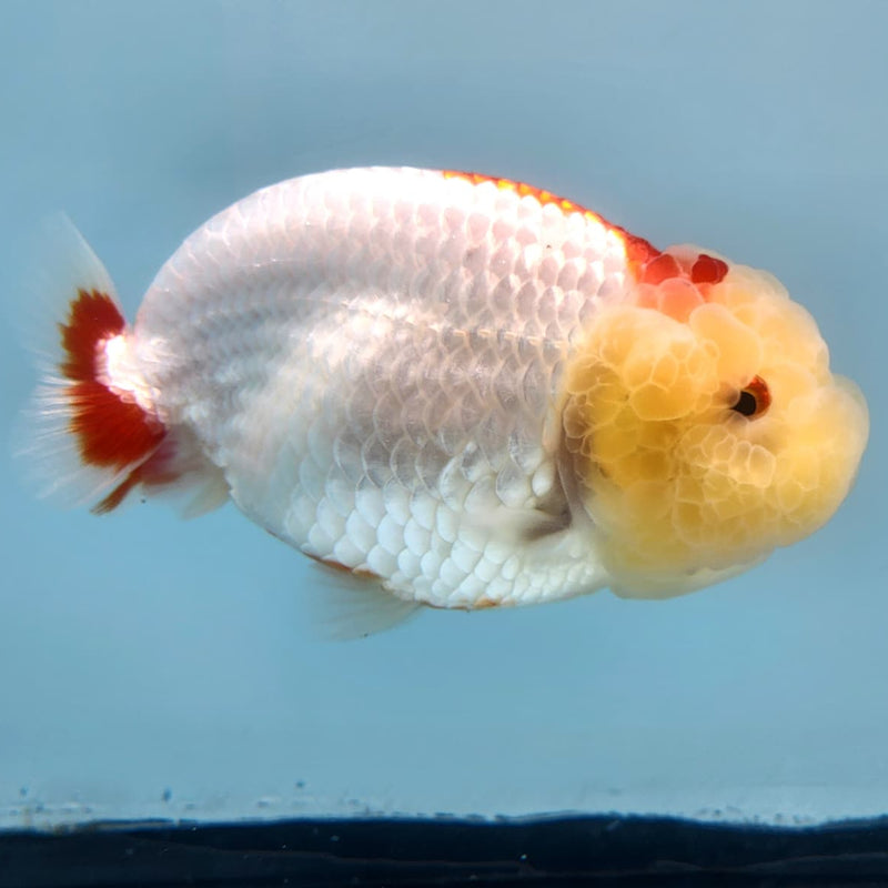 Thai Ranchu Lionchu Dragon Head 3" Body Male (CK-278)R3B01