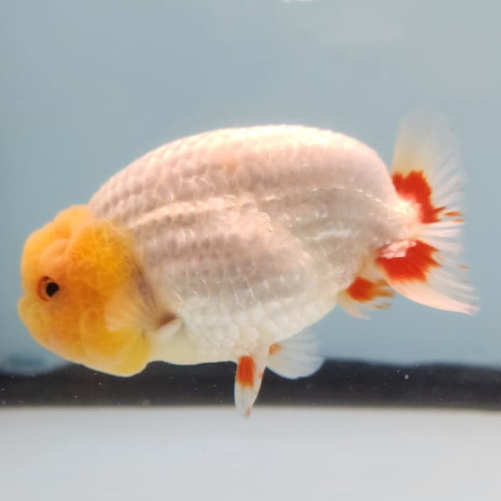 Thai Ranchu Lionchu Dragon Head 3.5" Body Male (CK-280)R3B01