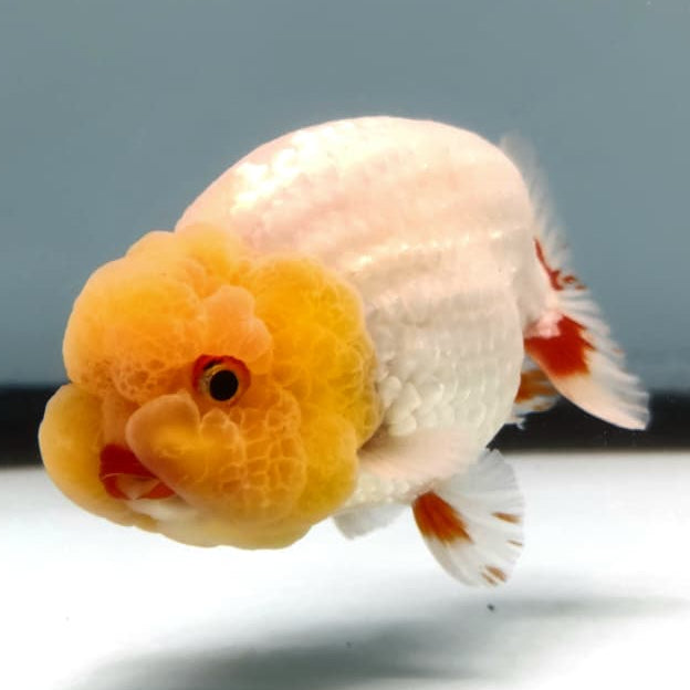 Thai Ranchu Lionchu Dragon Head 3.5" Body Male (CK-280)R3B01
