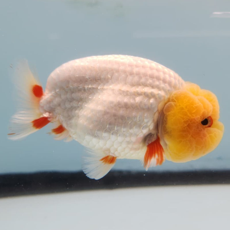 Thai Ranchu Lionchu Dragon Head 3.5" Body Male (CK-280)R3B01