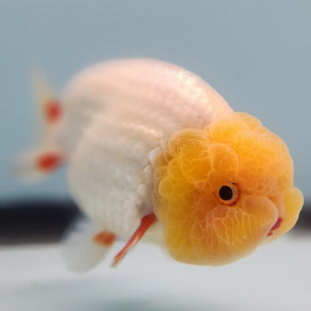 Thai Ranchu Lionchu Dragon Head 3.5" Body Male (CK-280)R3B01