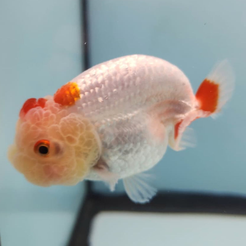 Thai Ranchu Lionchu Dragon Head 3" Body Male (CK-286)R3B02
