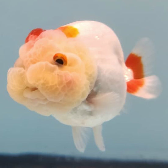 Thai Ranchu Lionchu Dragon Head 3" Body Male (CK-286)R3B02