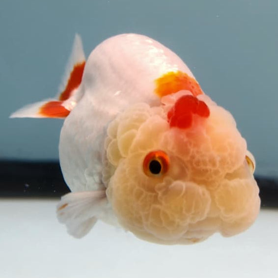Thai Ranchu Lionchu Dragon Head 3" Body Male (CK-286)R3B02