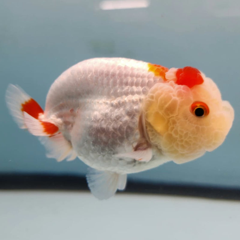 Thai Ranchu Lionchu Dragon Head 3" Body Male (CK-286)R3B02