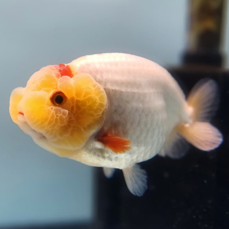 Thai Ranchu Lionchu Dragon Head 3" Body Female (CK-287)R3B03