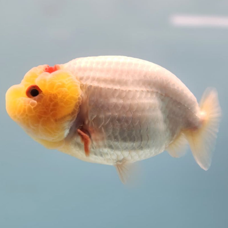 Thai Ranchu Lionchu Dragon Head 3" Body Female (CK-287)R3B03