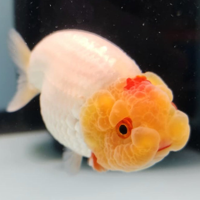 Thai Ranchu Lionchu Dragon Head 3" Body Female (CK-287)R3B03