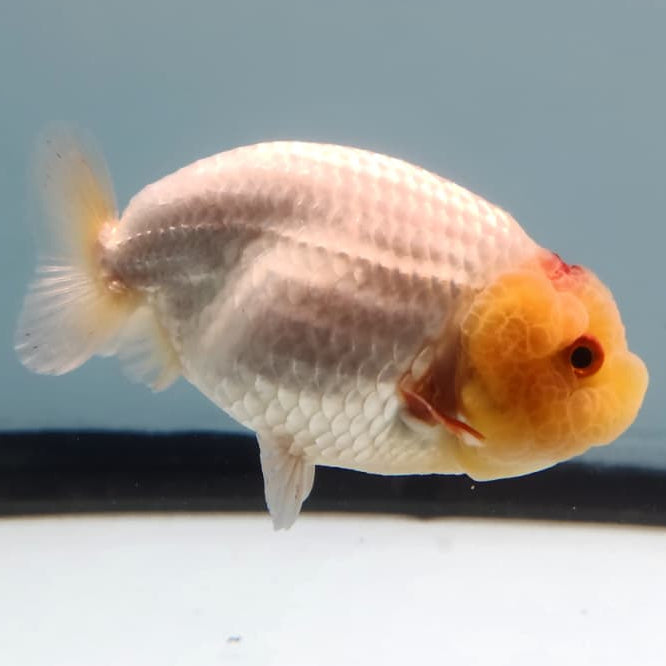 Thai Ranchu Lionchu Dragon Head 3" Body Female (CK-287)R3B03