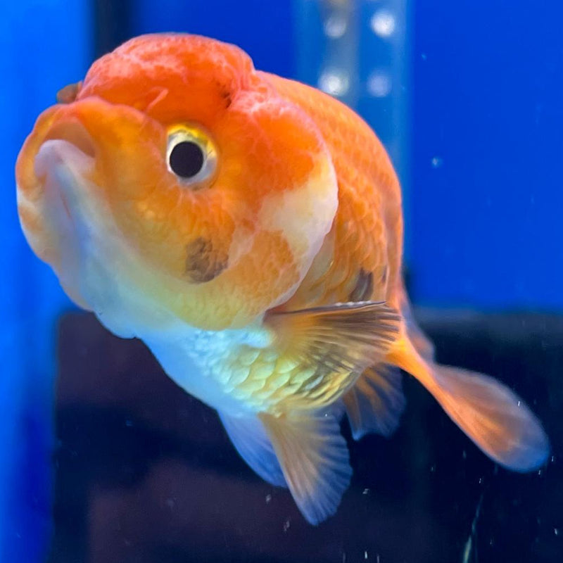 Thai Ranchu Lionchu Dragon Head 2" Body Male (CK-288)R3B01