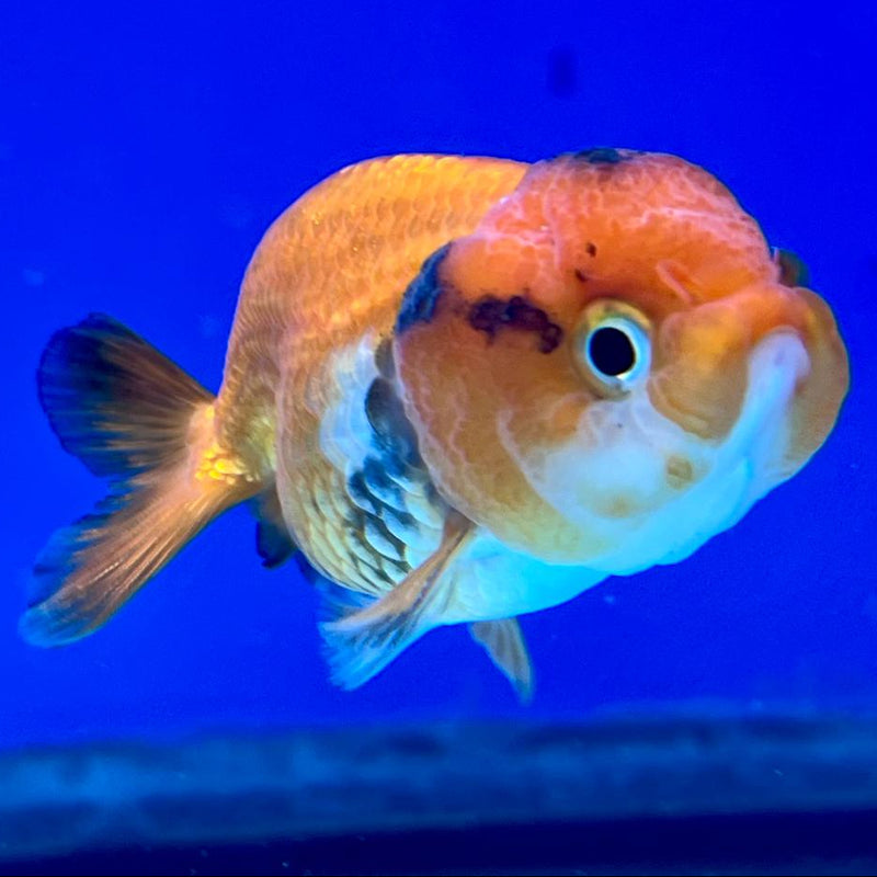 Thai Ranchu Lionchu Dragon Head 2" Body Male (CK-288)R3B01