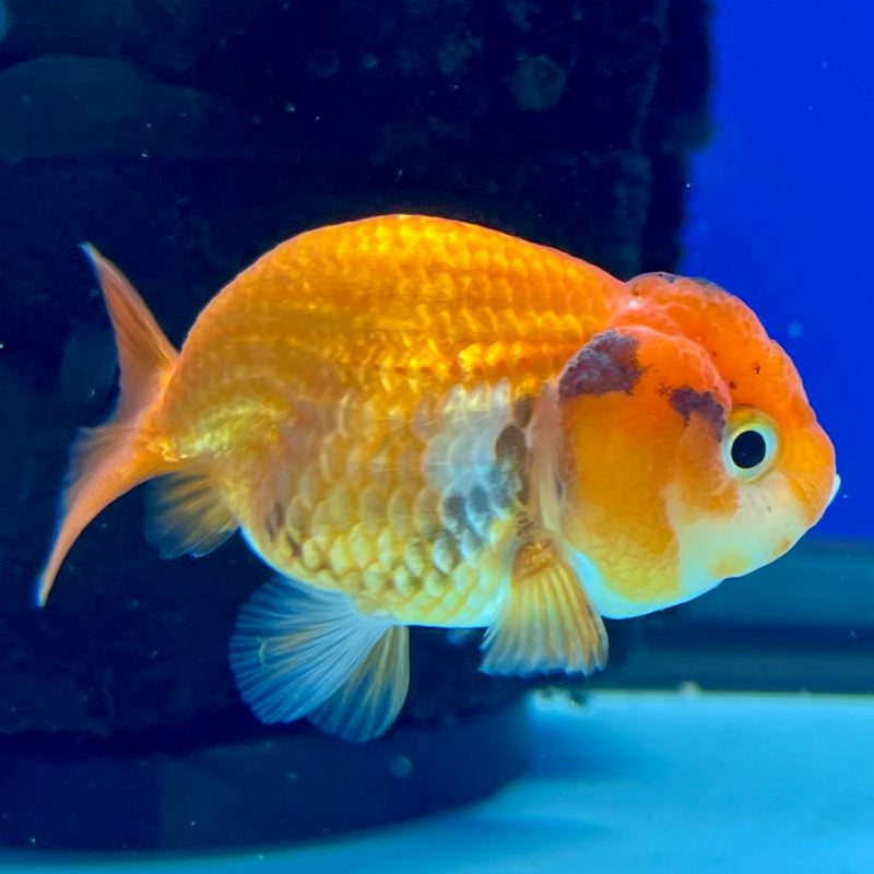 Thai Ranchu Lionchu Dragon Head 2" Body Male (CK-288)R3B01