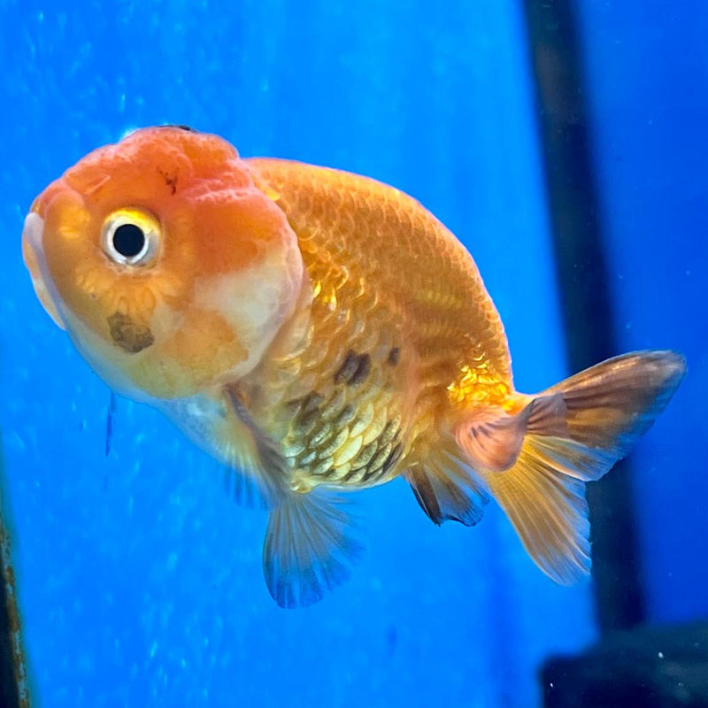 Thai Ranchu Lionchu Dragon Head 2" Body Male (CK-288)R3B01