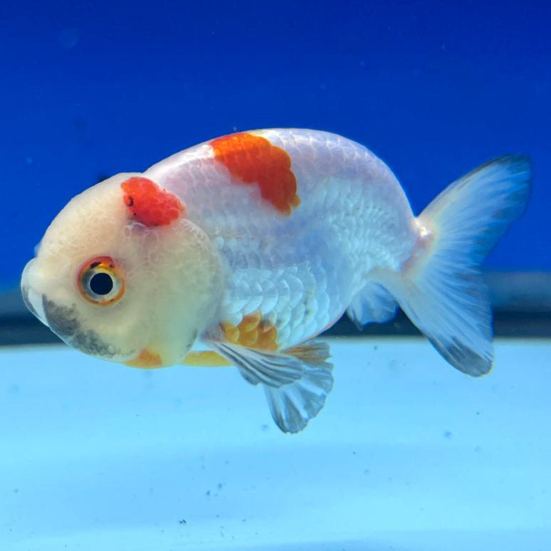 Thai Ranchu Dragon Head 2.5" Body Female (CK-289)R3B01