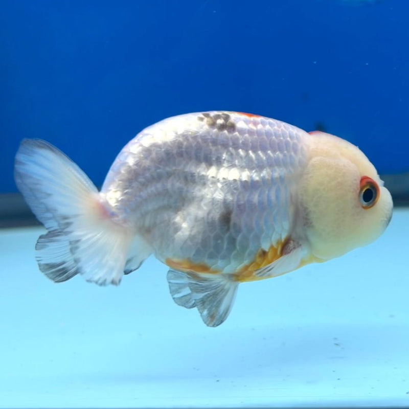 Thai Ranchu Dragon Head 2.5" Body Female (CK-289)R3B01