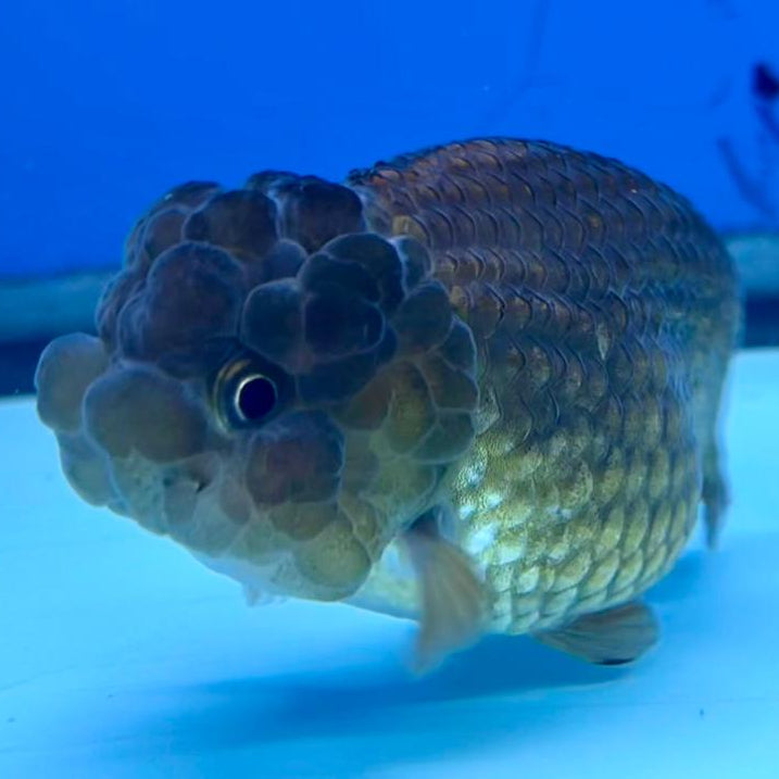 Thai Ranchu Lionchu Bronze Dragon Head 3”Body Female (CK-290)R3B02