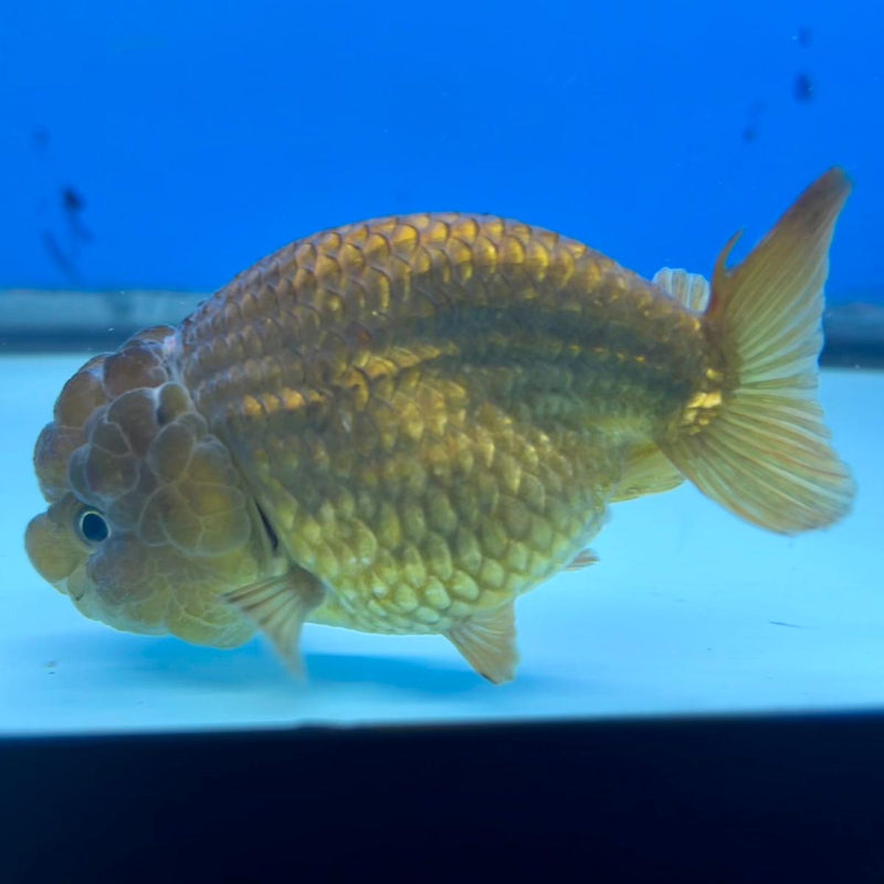 Thai Ranchu Lionchu Bronze Dragon Head 3”Body Female (CK-290)R3B02