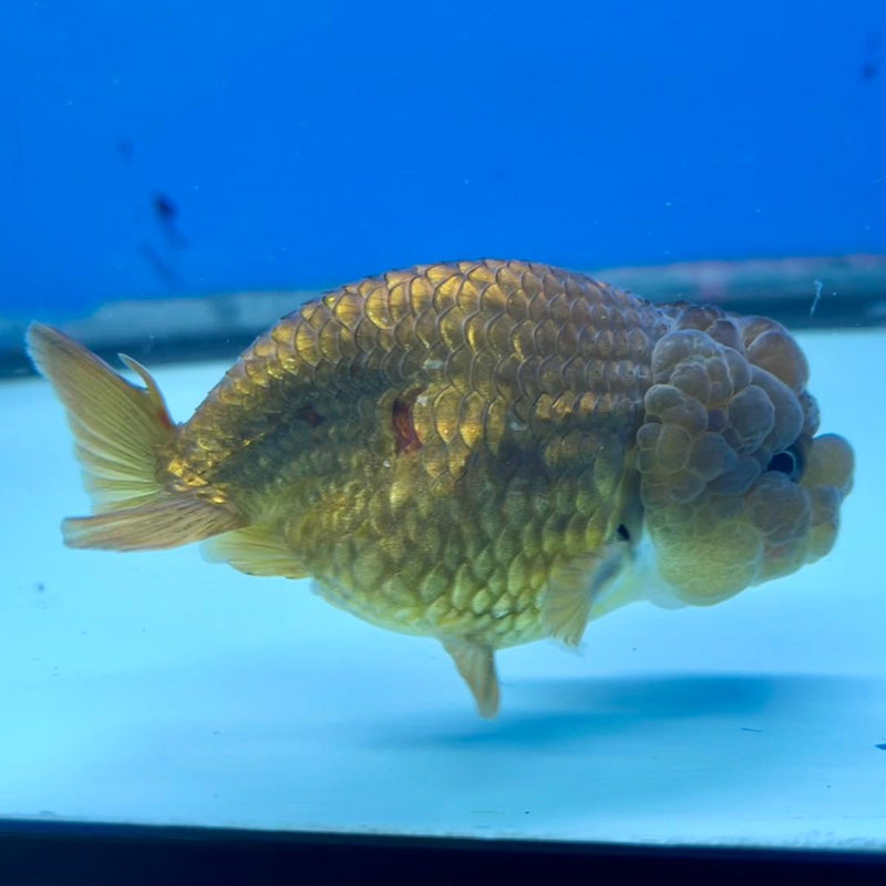 Thai Ranchu Lionchu Bronze Dragon Head 3”Body Female (CK-290)R3B02