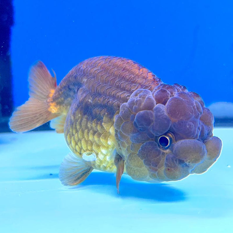 Thai Ranchu Lionchu Bronze Dragon Head 3”Body Female (CK-290)R3B02