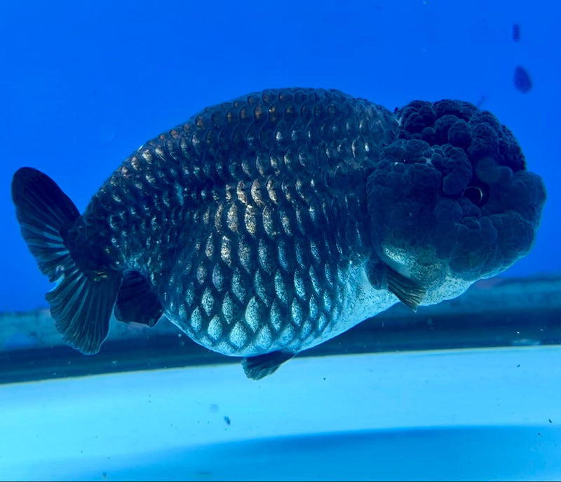 Thai Ranchu Lionchu Dragon Head 3.5" Black Body Female (CK-291)R3B02