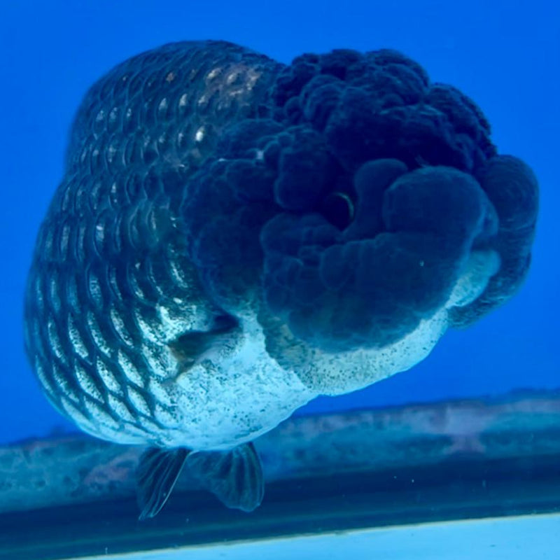 Thai Ranchu Lionchu Dragon Head 3.5" Black Body Female (CK-291)R3B02