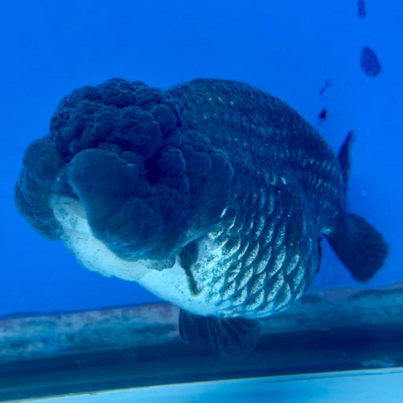 Thai Ranchu Lionchu Dragon Head 3.5" Black Body Female (CK-291)R3B02