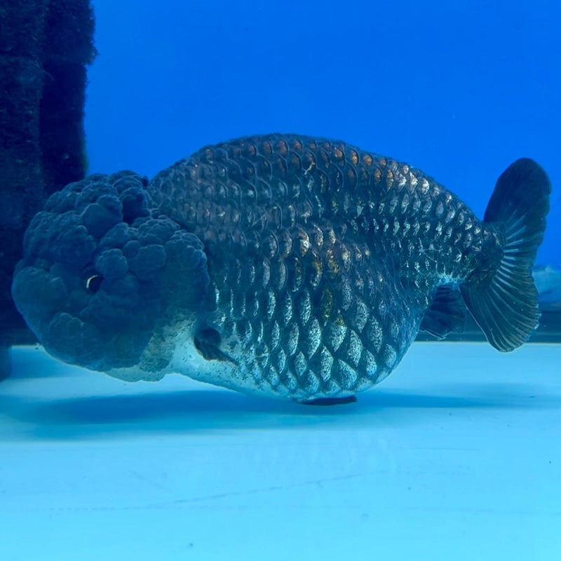 Thai Ranchu Lionchu Dragon Head 3.5" Black Body Female (CK-291)R3B02