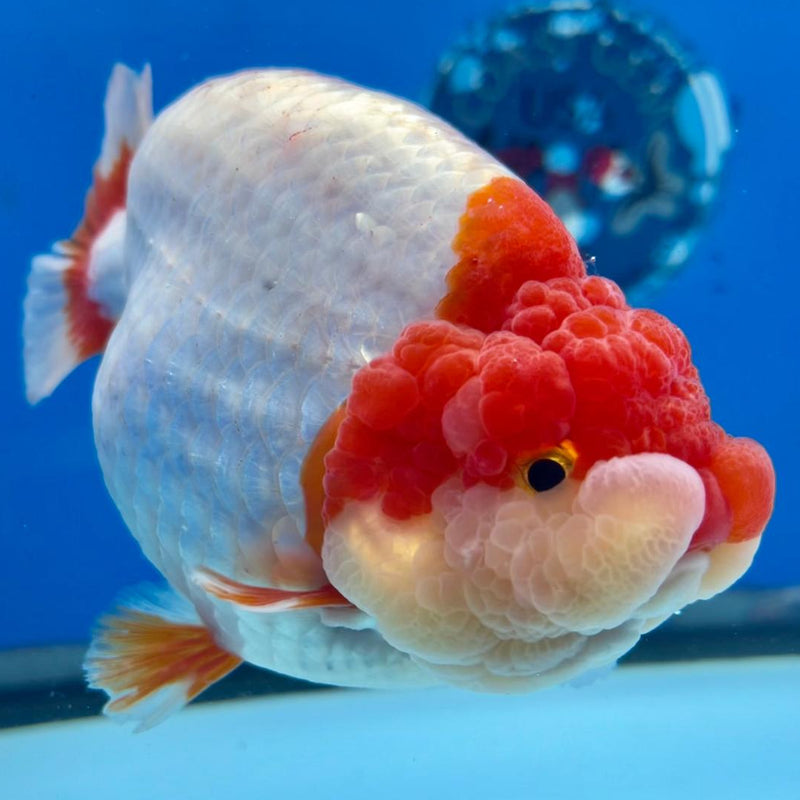 Thai Jumbo Red/White Ranchu 5.00 inch Body Male (CK-292)R1C04