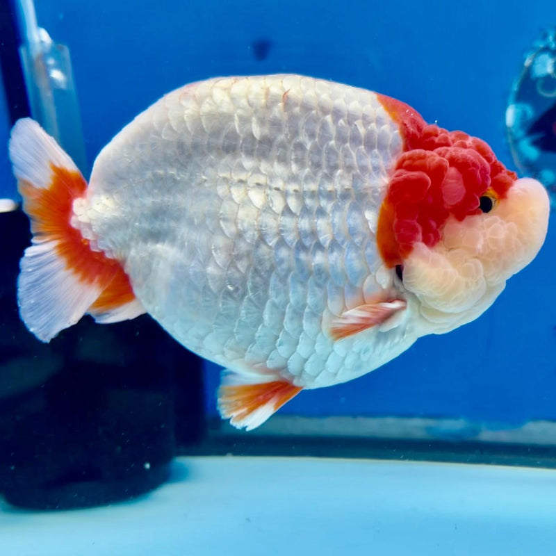 Thai Jumbo Red/White Ranchu 5.00 inch Body Male (CK-292)R1C04