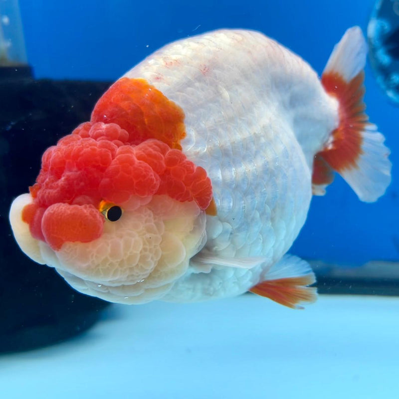 Thai Jumbo Red/White Ranchu 5.00 inch Body Male (CK-292)R1C04