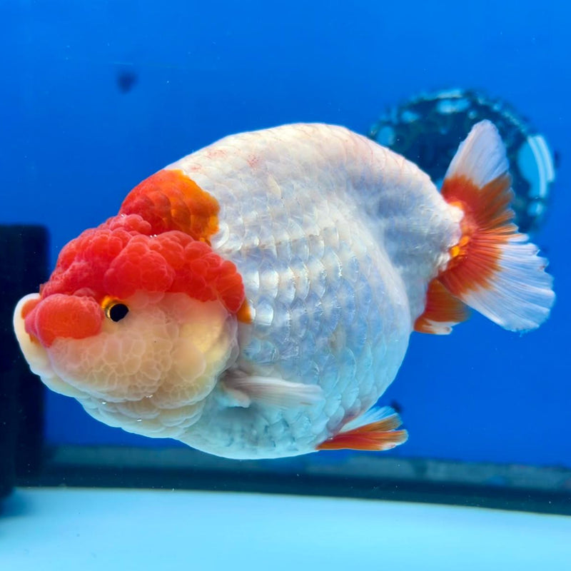 Thai Jumbo Red/White Ranchu 5.00 inch Body Male (CK-292)R1C04