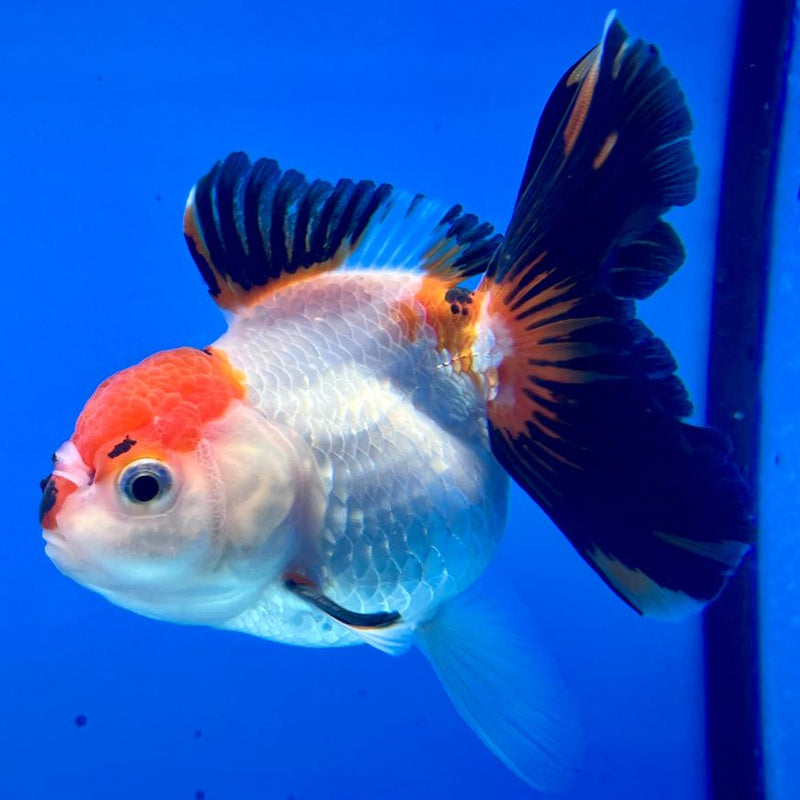 Thai Oranda Tri-Color 3.5" Body Male (CK-300)R3A08