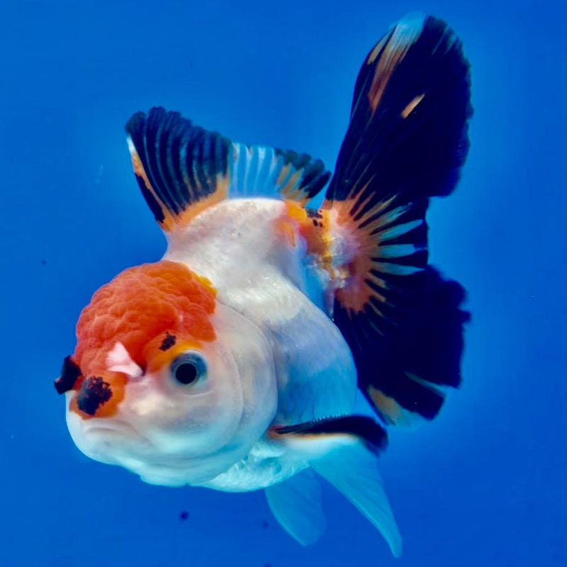 Thai Oranda Tri-Color 3.5" Body Male (CK-300)R3A08