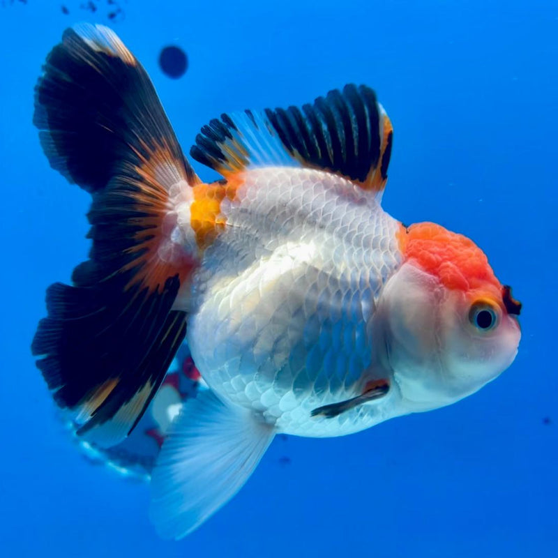 Thai Oranda Tri-Color 3.5" Body Male (CK-300)R3A08