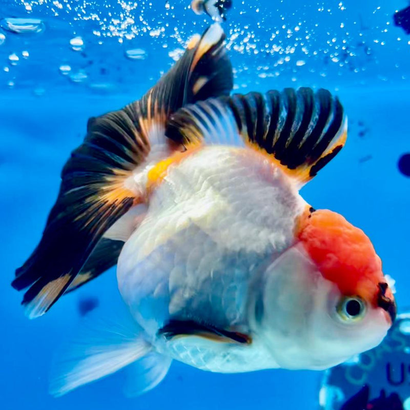 Thai Oranda Tri-Color 3.5" Body Male (CK-300)R3A08