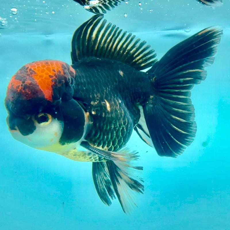 Thai Oranda Black Body Red Cap 3.5" Body Male (CK-313)R1A02