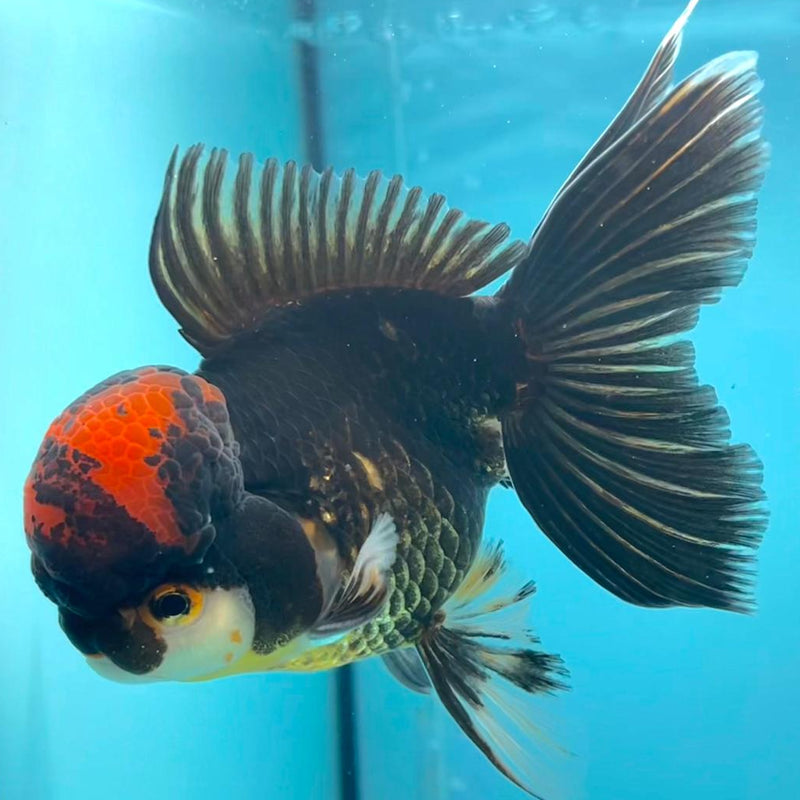 Thai Oranda Black Body Red Cap 3.5" Body Male (CK-313)R1A02