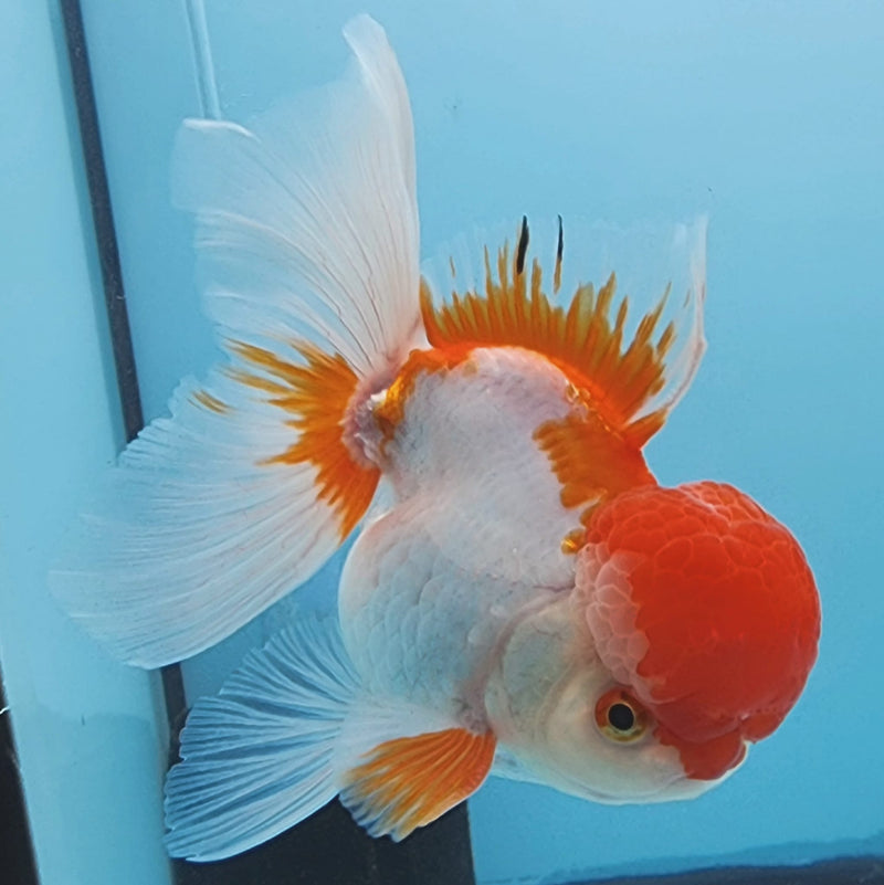 Thai Oranda Red/White 3" Body Male (CK-307)R1A02