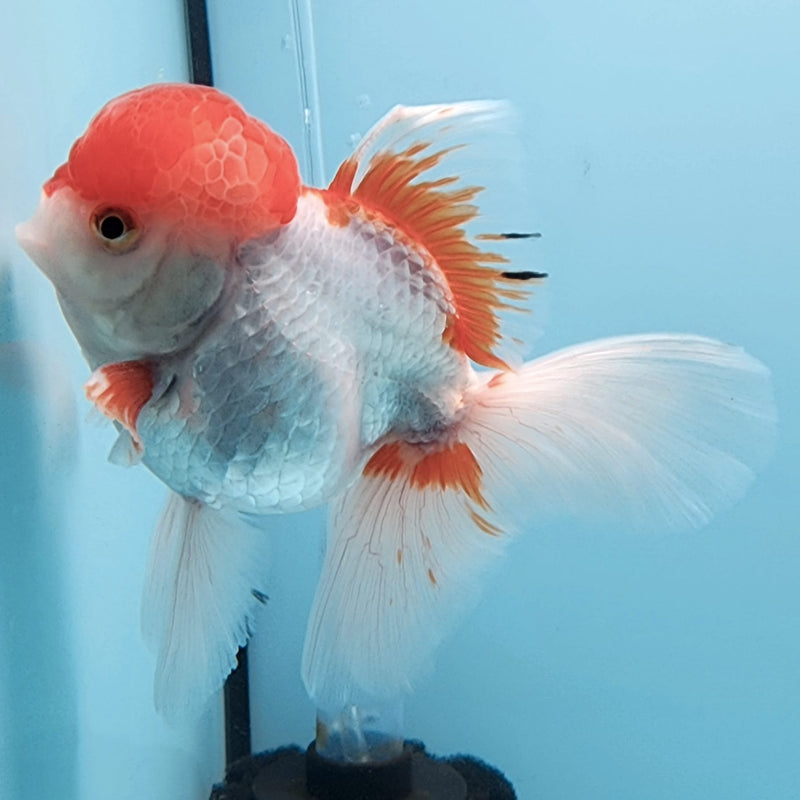 Thai Oranda Red/White 3" Body Male (CK-307)R1A02