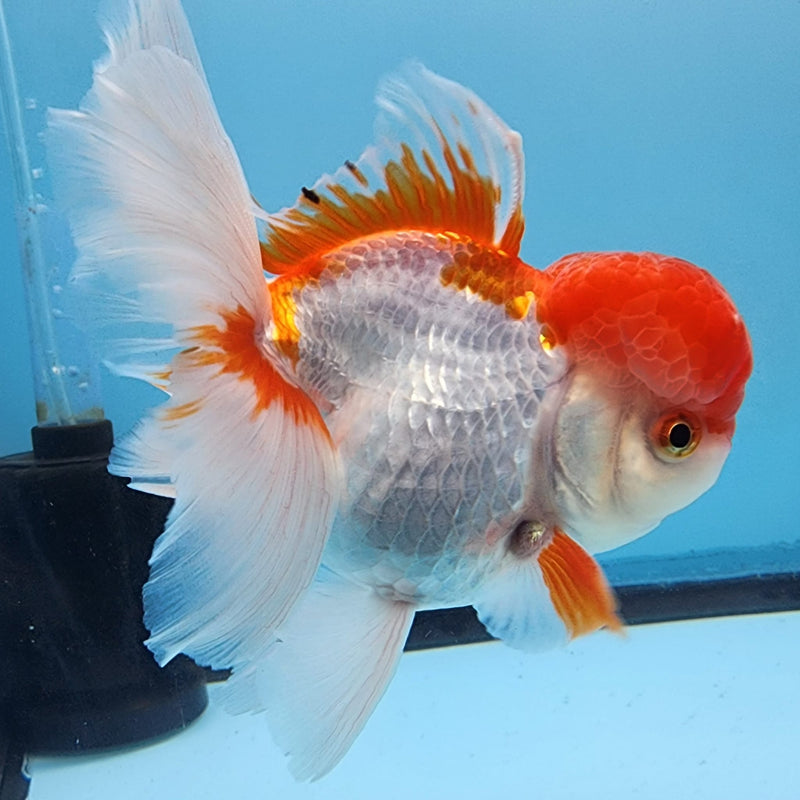 Thai Oranda Red/White 3" Body Male (CK-307)R1A02