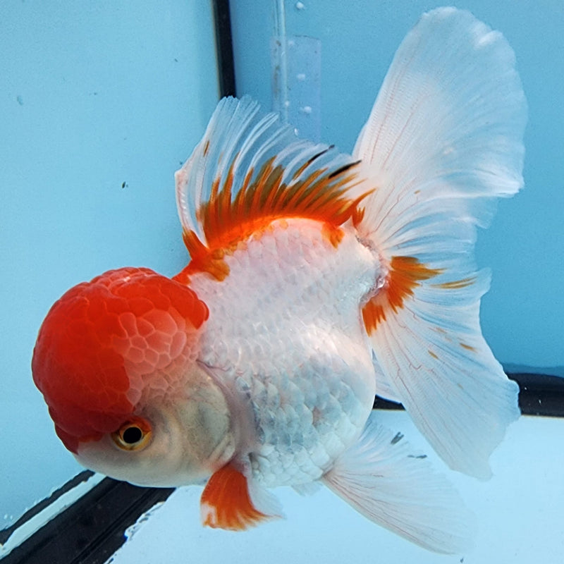 Thai Oranda Red/White 3" Body Male (CK-307)R1A02