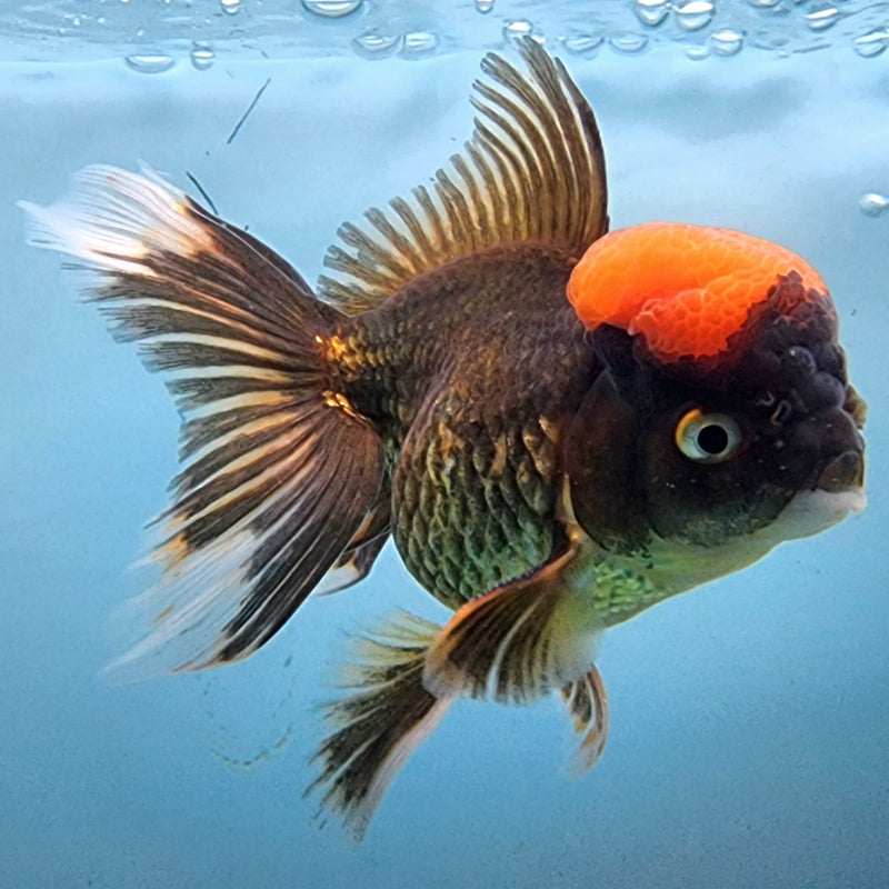 Thai Oranda Black Body Red Cap 3" Body Male (CK-309)R1A02