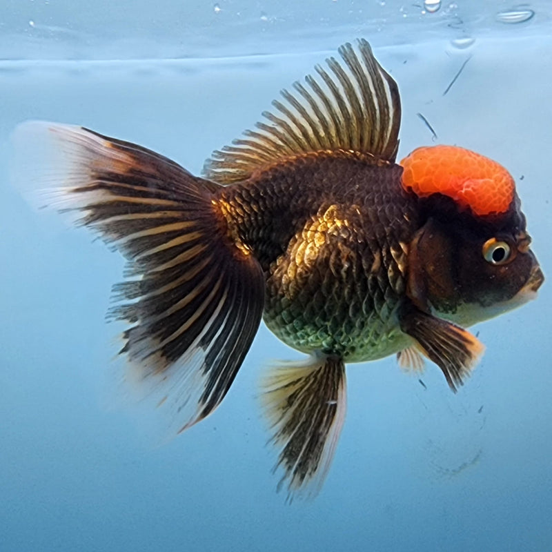 Thai Oranda Black Body Red Cap 3" Body Male (CK-309)R1A02