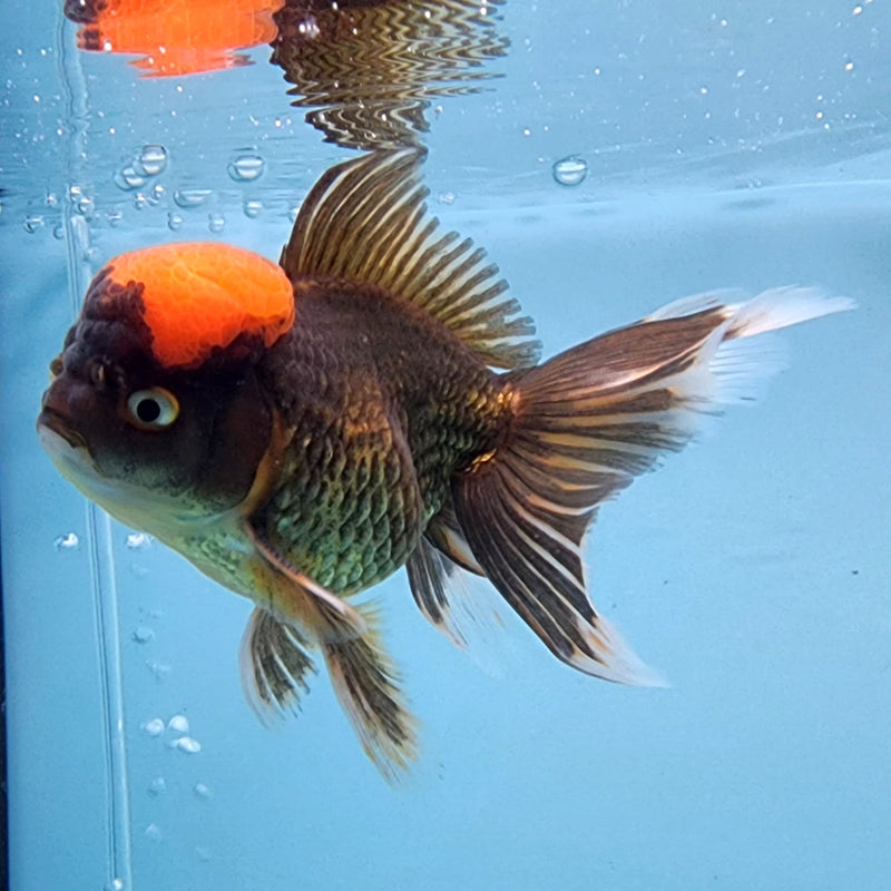 Thai Oranda Black Body Red Cap 3" Body Male (CK-309)R1A02