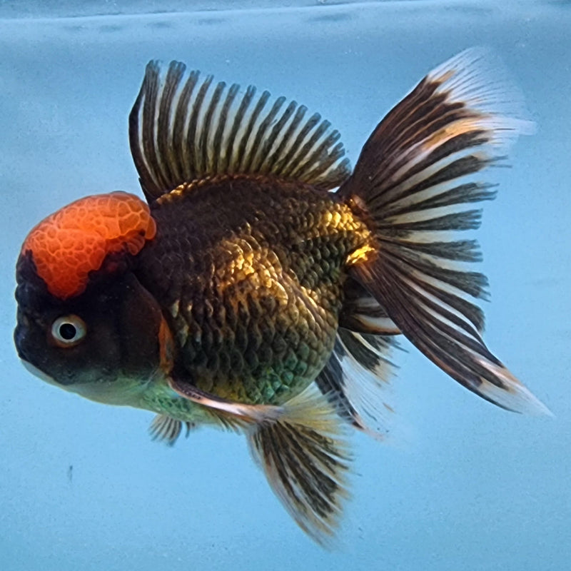 Thai Oranda Black Body Red Cap 3" Body Male (CK-309)R1A02